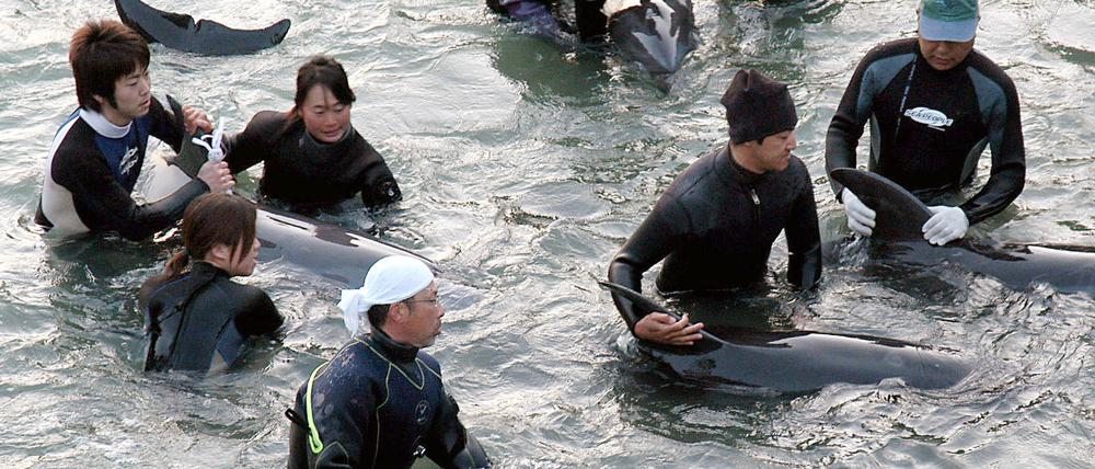 Delfin-Trainer selektieren in der Walfang-Stadt Taiji die Delfine, die bei der Treibjagd gefangen wurden, für Aquarien. Japanische Delfinjäger haben bei der jährlichen Treibjagd vor der Küste des Walfangorts Taiji nach Angaben von Umweltschützern auch Muttertiere und deren Junge getötet.
