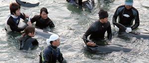 Delfin-Trainer selektieren in der Walfang-Stadt Taiji die Delfine, die bei der Treibjagd gefangen wurden, für Aquarien. Japanische Delfinjäger haben bei der jährlichen Treibjagd vor der Küste des Walfangorts Taiji nach Angaben von Umweltschützern auch Muttertiere und deren Junge getötet. 