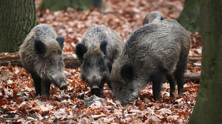 Wildschweine im Wald (Symboldbild).