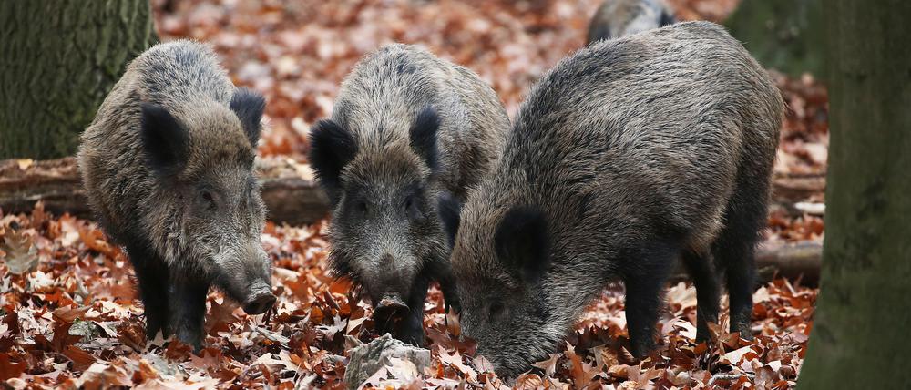 Wildschweine im Wald (Symboldbild).