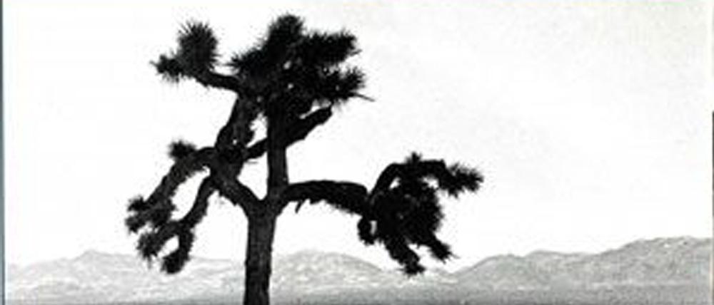 Cover der Rückseite des Albums „Joshua Tree“ von U2