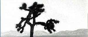 Cover der Rückseite des Albums „Joshua Tree“ von U2