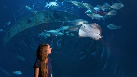 Von Rochen über Ammenhaie bis zu Seeteufeln: In den Aquarien des Stralsunder Ozeanums versammeln sich diverse Fischarten.