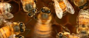 Junge Bienen müssen den jeweiligen „Dialekt“ des Schwänzeltanzes, den die Schwestern verstehen, erst lernen. 