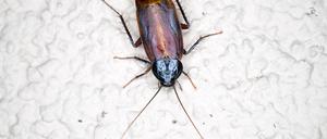 Kakerlake Schaben, die orientalische Kakerlaken, vermehren sich rasch und können Krankheiten übertragen. Stuttgart Baden-Württemberg Deutschland *** Cockroach cockroaches, the oriental cockroaches, reproduce rapidly and can transmit diseases Stuttgart Baden Württemberg Germany