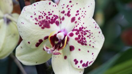 biosphaere-potsdam_orchideenblüte