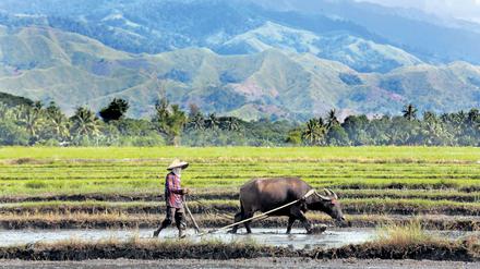Reisfelder werden bestellt nahe der Ortschaft Columbia auf der philippinischen Insel Mindanao.