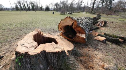 Park Babelsberg in Potsdam. Bäume und Sträucher dienen als Schutz- und Nistplätze zahlreicher Tiere.