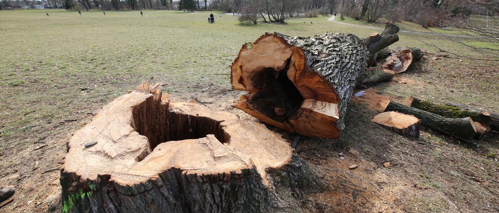 Park Babelsberg in Potsdam. Bäume und Sträucher dienen als Schutz- und Nistplätze zahlreicher Tiere.