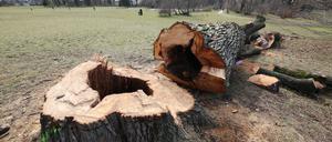 Park Babelsberg in Potsdam. Bäume und Sträucher dienen als Schutz- und Nistplätze zahlreicher Tiere.