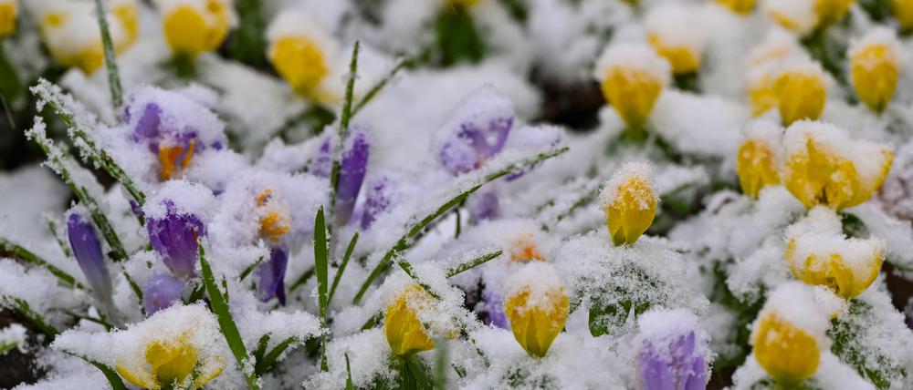 Schnee von gestern: In der neuen Woche werden Winterlinge und Krokusse vom Eise befreit.