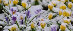 Schnee von gestern: In der neuen Woche werden Winterlinge und Krokusse vom Eise befreit.