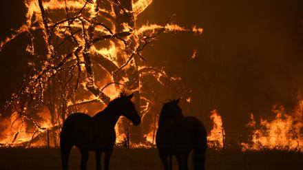 Ende 2019 wüteten extreme Buschfeuer in Australien.