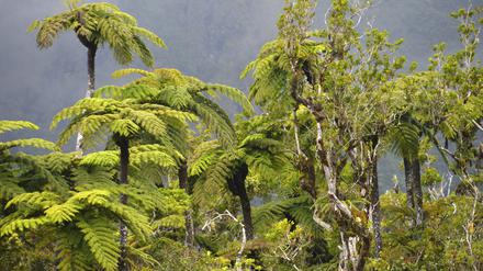 Fotografen mögen den Regen auf Réunion nicht. Aber die Farnwälder. Deshalb gibt es von letzteren hübsche Bilder, vom schlechten Wetter dagegen eher keine.