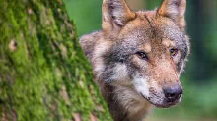 Der Wolf steht in Deutschland unter strengem Schutz. 