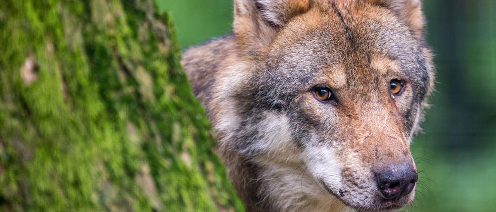 Ein Wolf schaut in einem Wildpark hinter einem Baum hervor. 