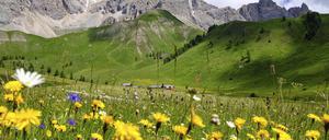 Almwiesen von Fuciade, in der Nähe des Passo di San Pellegrino, Trient.
