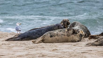 Eine Heringsmöwe und Kegelrobben auf Monomoy Island. Auch in den USA hat es ein Massensterben unter Robben im Zuge der aktuell kursierenden Vogelgrippe gegeben. (Archivbild)