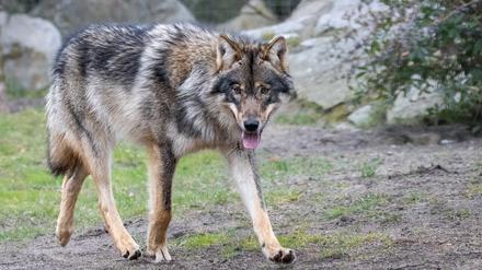 Fünf Wölfe sind von Riga nach Berlin und in den Zoo gebracht worden. 