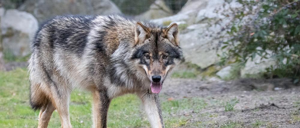 Fünf Wölfe sind von Riga nach Berlin und in den Zoo gebracht worden.