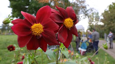 Dank der üppigen und farbenfrohen Dahlienbeete erblüht der Volkspark Potsdam auch im Herbst zum wiederholten Mal.