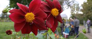 Dank der üppigen und farbenfrohen Dahlienbeete erblüht der Volkspark Potsdam auch im Herbst zum wiederholten Mal.