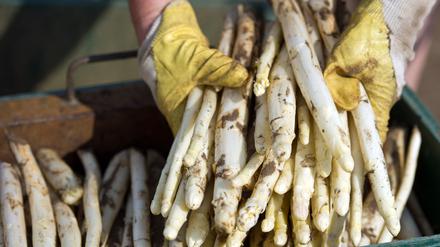„Weißes Gold“: Spargel zählt zu den beliebtesten Speisen der Deutschen.