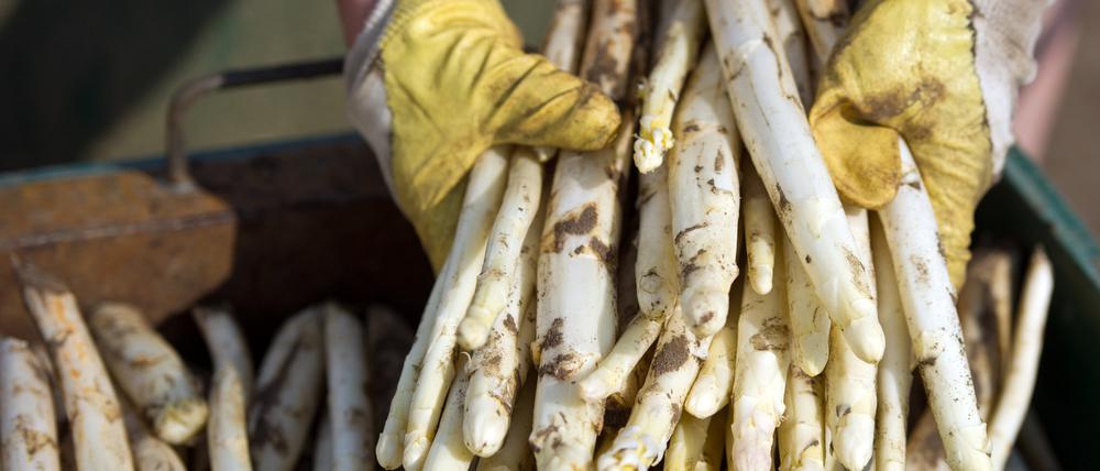 „Weißes Gold“: Spargel zählt zu den beliebtesten Speisen der Deutschen.
