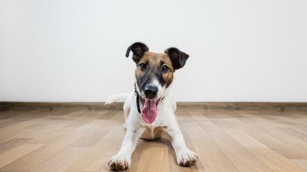 Muss möglicherweise zu Hause bleiben. Ob der Hund mitkommen darf, sollte der Gastgeber vor dem Besuch entscheiden.