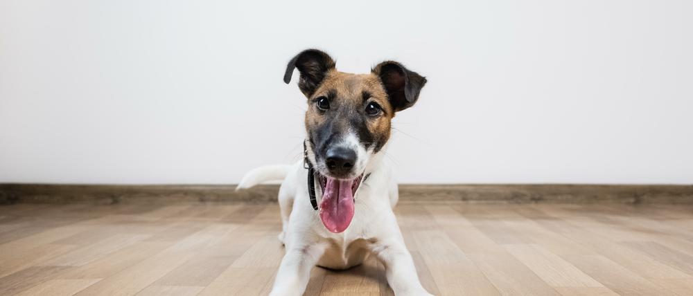 Muss möglicherweise zu Hause bleiben. Ob der Hund mitkommen darf, sollte der Gastgeber vor dem Besuch entscheiden.