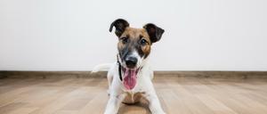 Muss möglicherweise zu Hause bleiben. Ob der Hund mitkommen darf, sollte der Gastgeber vor dem Besuch entscheiden.