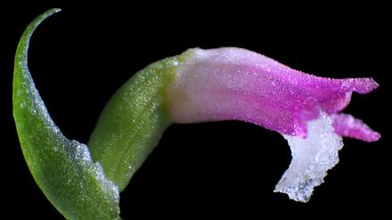Mit ihren rosafarbenen Blütenblättern wird die neue Orchideenart mit künstlerischen Glasarbeiten verglichen.