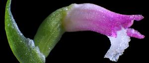 Mit ihren rosafarbenen Blütenblättern wird die neue Orchideenart mit künstlerischen Glasarbeiten verglichen.