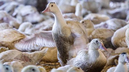 Enten werden bei Hudson Valley Foie Gras in Ferndale, New York, am 3. März 2023 gefüttert.