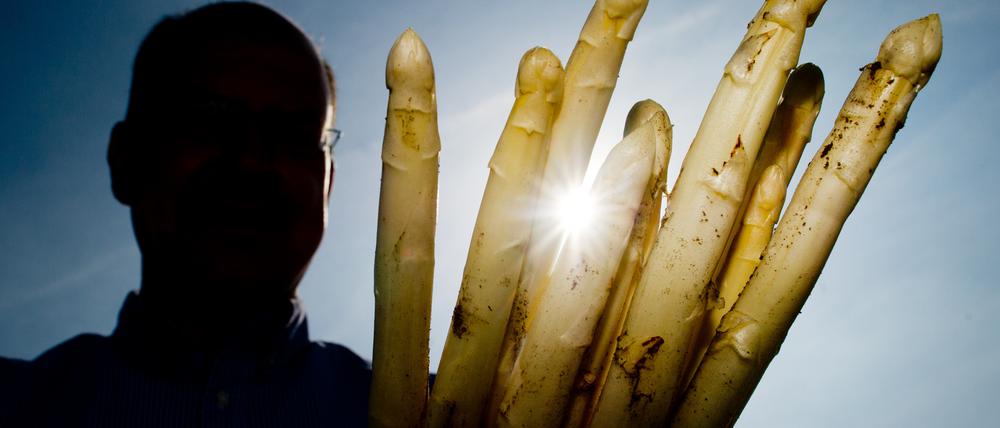 Sven Hager vom Agrarbetrieb Buschmann und Winkelmann zeigt am 17.04.2013 frisch gestochene Spargelstangen auf einem Feld nahe Hennickendorf bei Luckenwalde (Brandenburg).