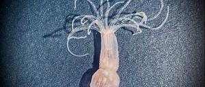 Nematostella vectensis hat 12 bis 20 Tentakel, die in zwei Kreisen um die Mundöffnung stehen und bei Gefahr blitzschnell zurückgezogen werden können. 
