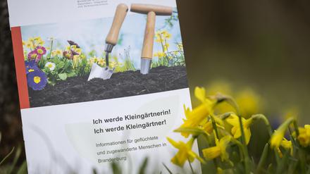 Die Brandenburger Landesregierung will die Integration von Flüchtlingen auch durch deren Engagement in Kleingarten-Vereinen fördern.
