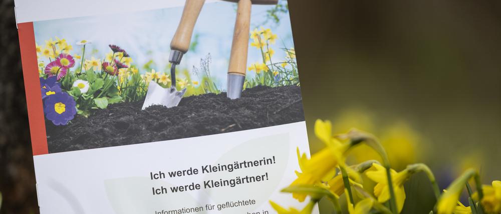 Die Brandenburger Landesregierung will die Integration von Flüchtlingen auch durch deren Engagement in Kleingarten-Vereinen fördern.