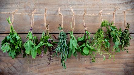 Assorted hanging herbs ,parsley ,oregano,mint,sage,rosemary,sweet basil,holy basil, and thyme for seasoning concept on rustic old wooden background.