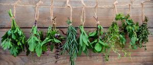 Assorted hanging herbs ,parsley ,oregano,mint,sage,rosemary,sweet basil,holy basil, and thyme for seasoning concept on rustic old wooden background.