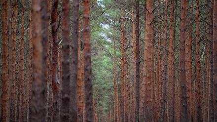 Ein Wald spendet Schatten, Freude – und Baumaterial.