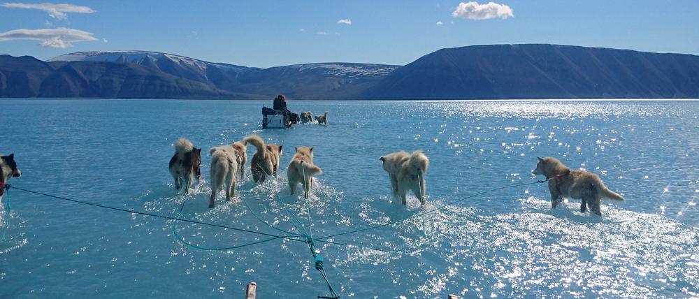 Acht Hunde ziehen einen Schlitten über das Meereseis ziehen.