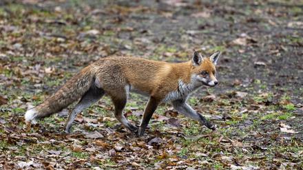 Ein Fuchs läuft durch einen Park im Regierungsviertel. 