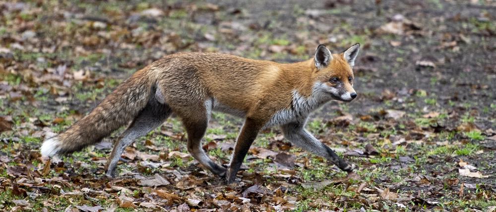 Ein Fuchs läuft durch einen Park im Regierungsviertel.