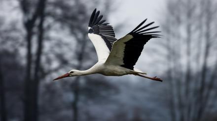 Ein Storch fliegt in Dissen über eine Wiese.
