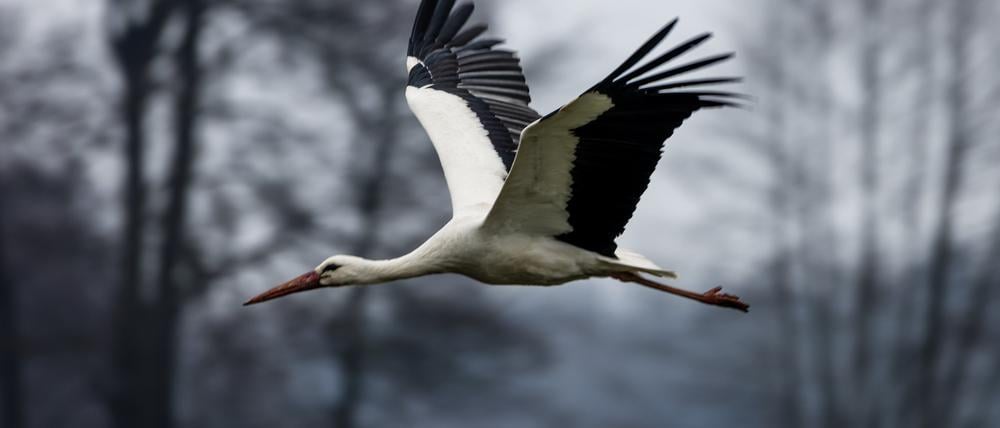 Ein Storch fliegt in Dissen über eine Wiese. 