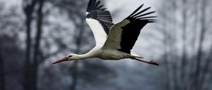 Ein Storch fliegt in Dissen über eine Wiese. 