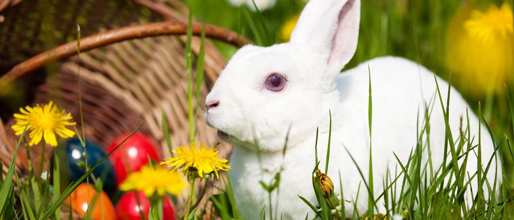 Hase mit einem Korb voll Ostereier.