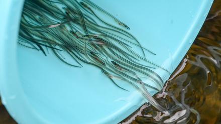 23.03.2021, Brandenburg, Werder (Havel): Junge Aaale werden von Erwerbsfischern aus einem Eimer in die Havel und ihre Nebengewässer entlassen. Die Besatzaktionen sind erforderlich, weil der natürliche Aufstieg von Jungaalen über die Elbe in der Folge von Industrialisierung und Schleusen nahezu vollständig zum Erliegen gekommen ist. Die Glasaale wurden an der französischen Atlantikküste gefangen. Bis dorthin haben sie auf ihrer ein- bis zweijährigen Wanderung bereits etwa 4500 Kilometer vom Golf von Mexico durch den Atlantik hinter sich gebracht. Foto: Jens Kalaene/dpa-Zentralbild/ZB - Honorarfrei nur für Bezieher des Dienstes ZB-Funkregio Ost +++ ZB-FUNKREGIO OST +++