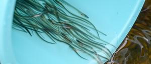 23.03.2021, Brandenburg, Werder (Havel): Junge Aaale werden von Erwerbsfischern aus einem Eimer in die Havel und ihre Nebengewässer entlassen. Die Besatzaktionen sind erforderlich, weil der natürliche Aufstieg von Jungaalen über die Elbe in der Folge von Industrialisierung und Schleusen nahezu vollständig zum Erliegen gekommen ist. Die Glasaale wurden an der französischen Atlantikküste gefangen. Bis dorthin haben sie auf ihrer ein- bis zweijährigen Wanderung bereits etwa 4500 Kilometer vom Golf von Mexico durch den Atlantik hinter sich gebracht. Foto: Jens Kalaene/dpa-Zentralbild/ZB - Honorarfrei nur für Bezieher des Dienstes ZB-Funkregio Ost +++ ZB-FUNKREGIO OST +++